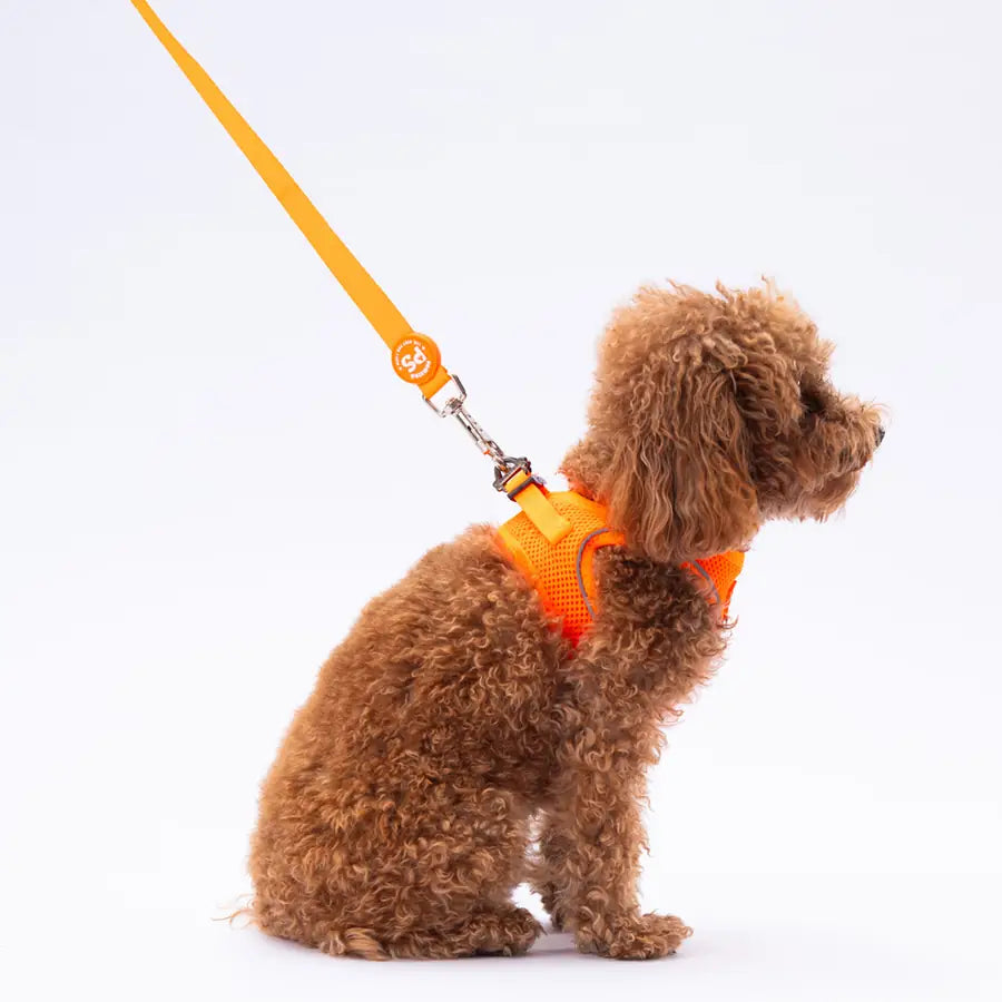 PawStar Neon Orange - дизайнерски повод за куче, 120 см