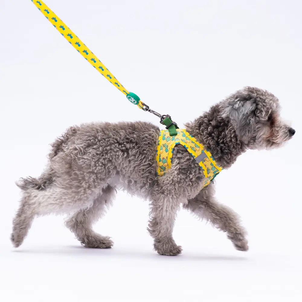 Pawstar Cactus– дизайнерски повод за куче 120 см