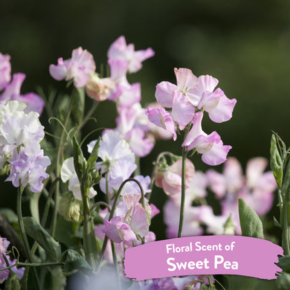 TropiClean Sweet Pea Tangle Remover спрей за разресване 473мл